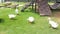 group of american pekin or white pekin or domestic duck on a farm