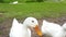 A group of american pekin or white pekin or domestic duck on a farm