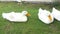 A group of american pekin or white pekin or domestic duck sitting on the grass on a farm