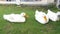 A group of american pekin or white pekin or domestic duck sitting on the grass on a farm