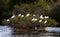 Group of American White Ibis roosting in a bush