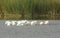 A group of American White Pelicans, Pelecanus erythrorhynchos, feeding in a pond