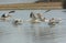 A group of American White Pelicans, Pelecanus erythrorhynchos, landing in a pond