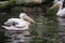 Group of American White Pelicans Preening at the Water