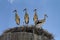 Group of amusing young the white storks Ciconia ciconia in huge nest