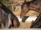 Group of andalusian horses eating hay from a grain and hay feeder.