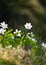 Group of anemone, windflower, ranunculaceae flower in nature