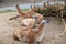 Group of animals Guanaco llama