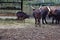 Group of Ankole-Watusi with calf