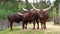 Group of ankole watusi cattle in the pasture, popular american cow breed with large horns