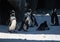 Group of Antarctic penguins preparing to go for a swim