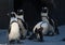 Group of Antarctic penguins preparing to go for a swim