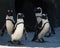 Group of Antarctic penguins preparing to go for a swim