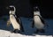 Group of Antarctic penguins preparing to go for a swim