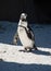 Group of Antarctic penguins preparing to go for a swim