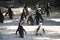 Group of Antarctic penguins preparing to go for a swim