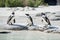 Group of Antarctic penguins preparing to go for a swim