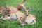 Group of antelope deer sitting on the grass