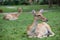 Group of antelope deer sitting on the grass