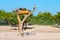 Group of antelopes and birds in Safari Park on Sir Bani Yas island, United Arab Emirates