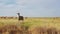 A group of antelopes grazes in the steppe in a reserve in Russia, aerial view