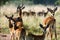 Group of antelopes the impala.