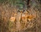 Group of of antelopes standing in the grass. Botswana. Okavango Delta.