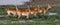 Group of of antelopes standing in the grass. Botswana. Okavango Delta.