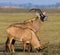 Group of of antelopes standing in the grass. Botswana. Okavango Delta.