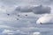 Group of Antonov An-2 biplanes flying