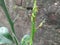 A group of ants attacks on caterpillar larva stick  with lemon small plant