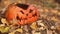 Group of ants are crawling over the orange halloween pumpkin in the woods