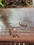 Group of ants drinking from a drop of water