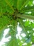 group of ants that make nests behind papaya leaves