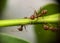 Group ants walking on branch tree