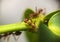 Group ants walking on green leaf