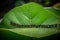 a group of ants walking on a green leaf. Generative Ai
