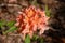 Group of apricot colored rhododendron flowers in bright sunlight