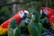 Group of Ara parrots, Red parrot Scarlet Macaw, Ara macao and military macaw ara militaris