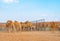 Group of Arabian camel or dromedary in sand desert safari in summer season with blue sky background in Dubai city, United Arab