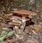 A group Armillaria fungi