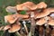 A group of Armillaria mushrooms