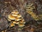 Group of armillaria on on an old wooden stump