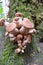 Group of Armillaria ostoyae (Honey Mushroom)