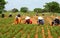 Group Asia farmer working harvest peanut