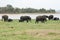 Group of asian elephant with their babies eating at Minneriya National Park in Sri Lanka. Green landscape with a lake