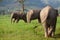 Group of Asian Elephants