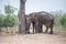 Group of asian elephants behind the tree