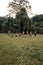 A Group of Asian people with golden dance costumes pose on the green grass in front of the jungle