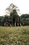 A Group of Asian people with golden dance costumes pose on the green grass in front of the jungle